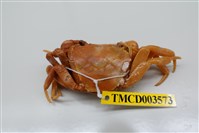 藏品(拉氏清溪蟹)的圖片